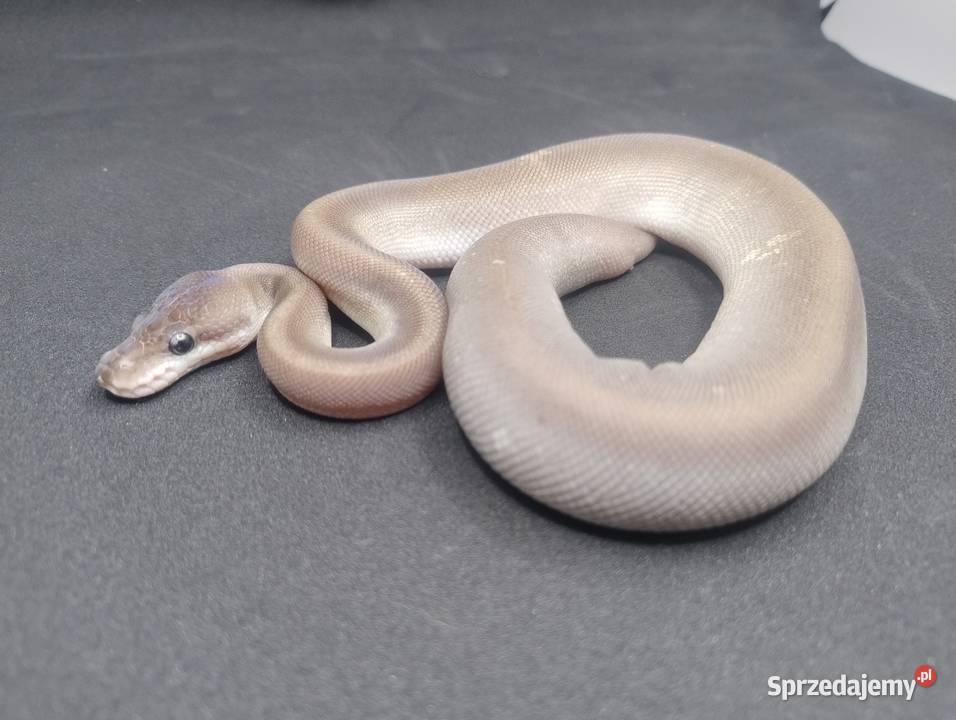 Pyton Królewski samiec Super Cinnamon Mojave Jelenia Góra