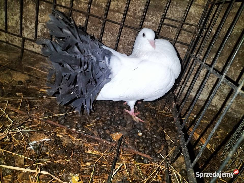 Pawiki para z 2025 Karczmiska Pierwsze