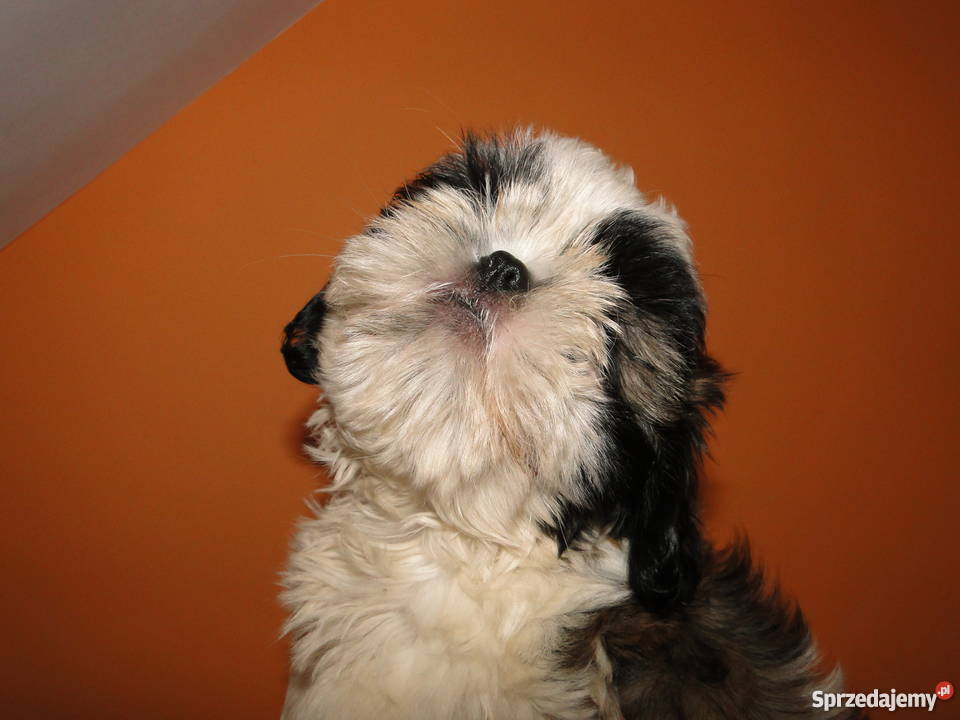 Piękne Pieski ShihTzu wyprawka szczeniaczka
