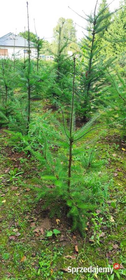 Drzewka iglaste do ogrodu Służewo-Pole