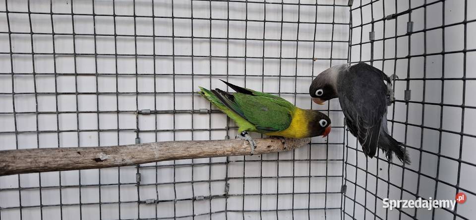 Nierozłączki Zakliczyn