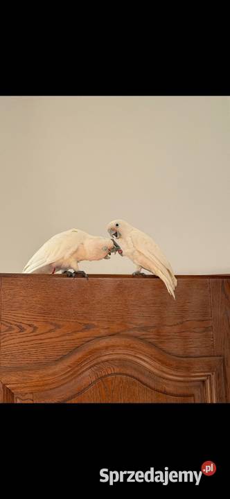 Kakadu Różowe Goffini Lutino Ara Marakana Ara Poznań