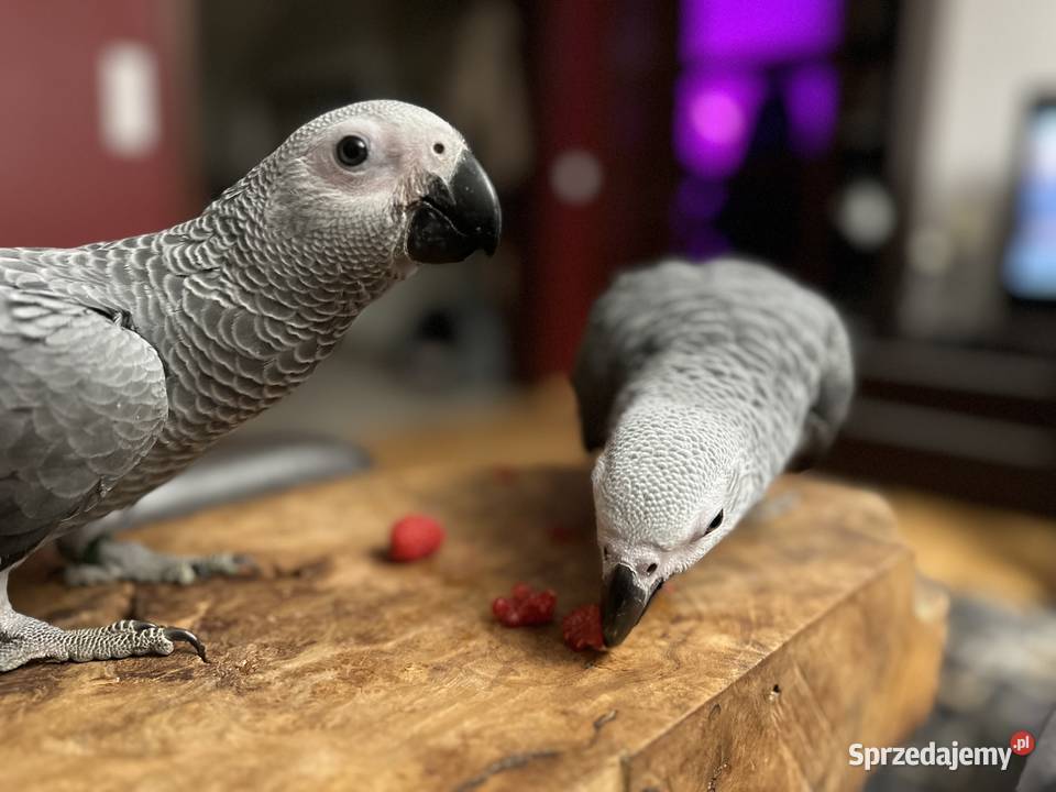 Papuga żako opolskie Krapkowice