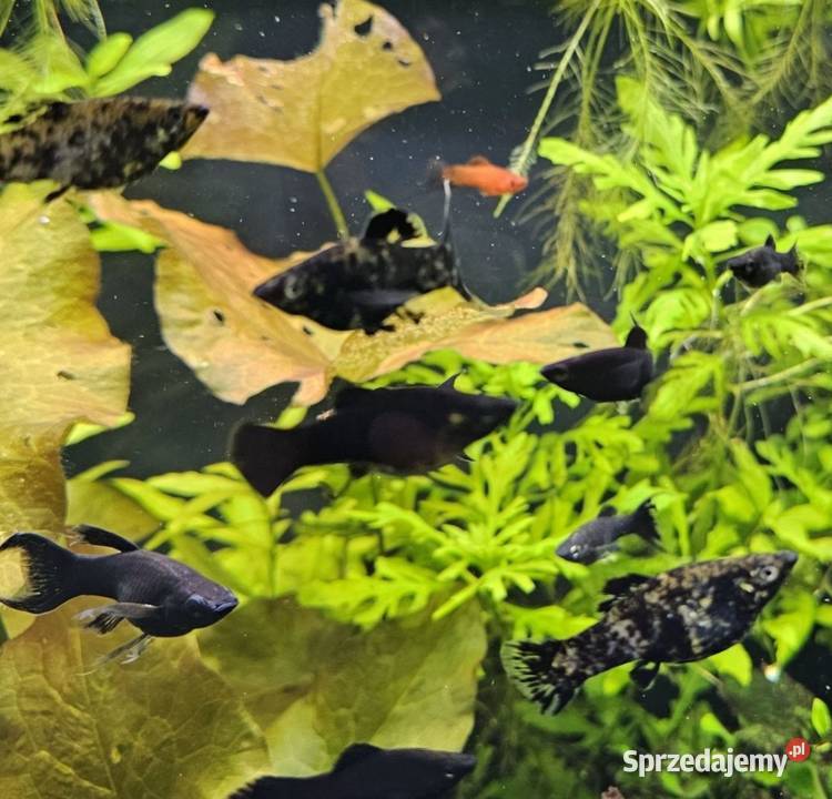 Molinezje bocja wspaniała bocja siatkowana Ryby Pinczyn sprzedam