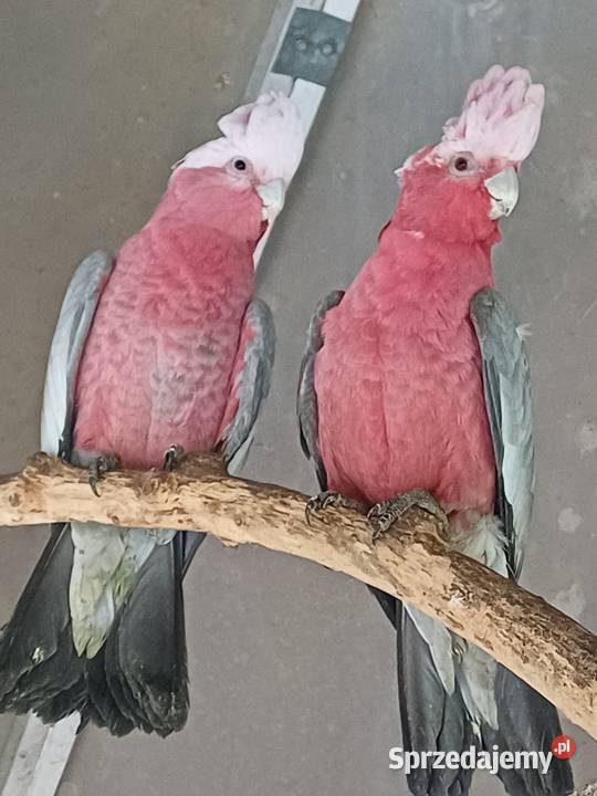 Kakadu różowe Łagiewniki