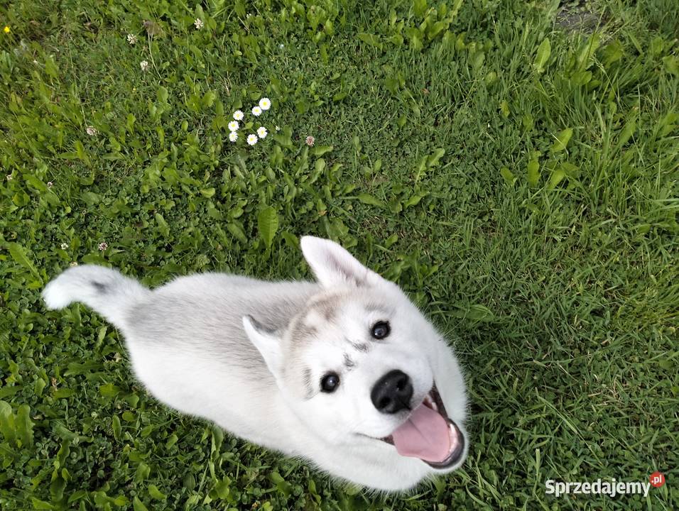 Suczka Siberian Husky ZKwP FCI GOTOWA DO ODBIORU