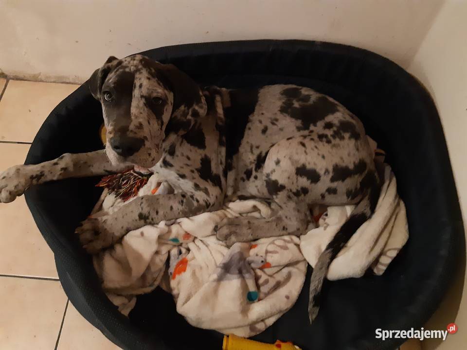 Oddam doga 4 miesiące z rodowodem