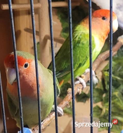 Papugi Nierozłączki Czerwonoczelne