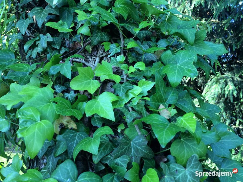 Bluszcz pospolity Hedera Helix zimozielony Duże