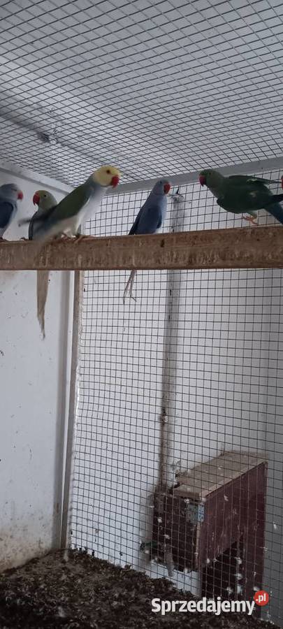 Aleksandretty obrożne lęgowe samice i samce wielkopolskie sprzedam