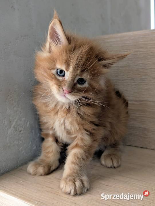 Maine Coon kocur do hodowli Championach Radom