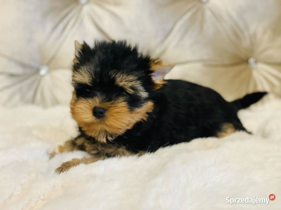 York Piękny Rey Cudeńko wymagających Wrocław sprzedam