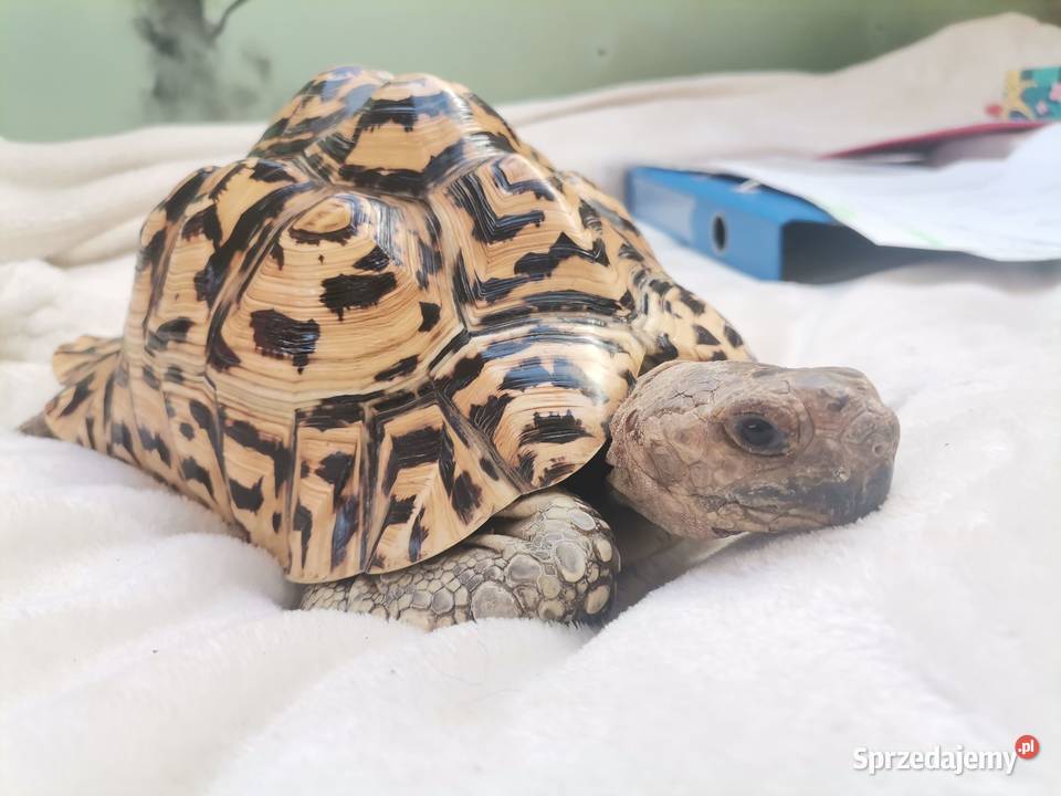 Sprzedam żółwia lamparciego mazowieckie Sochaczew