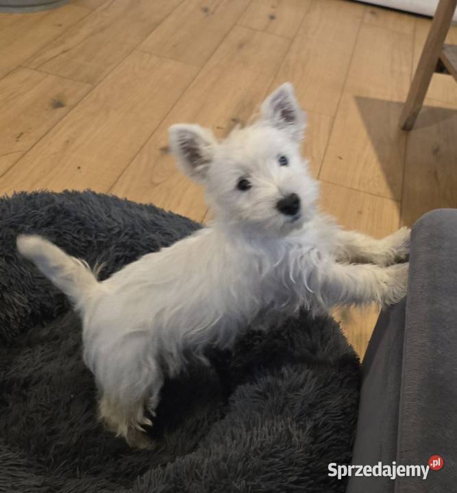 West highland white terrier westi zkwp FCI