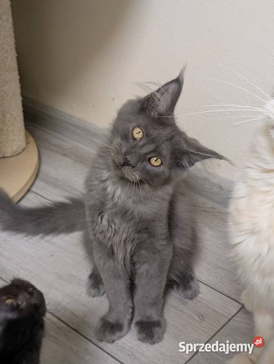 Ivett kocurek niebieski dymny Maine Coon Pszczyna sprzedam