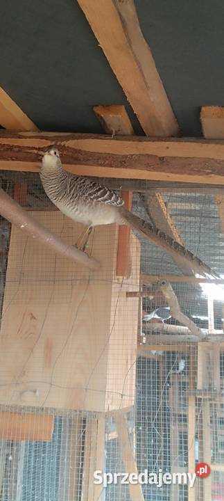 Bażanty bananowe małopolskie Słopnice