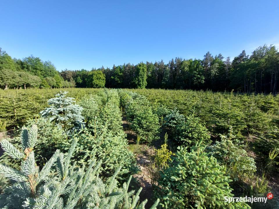 2024 DNI OTWARTE NA PLANTACJI CHOINKOWEJ mazowieckie Osuchów
