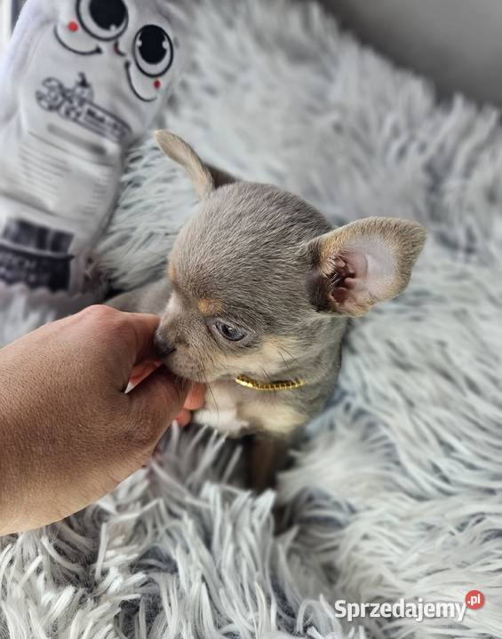 Mini piesek chihuahua Wrocław