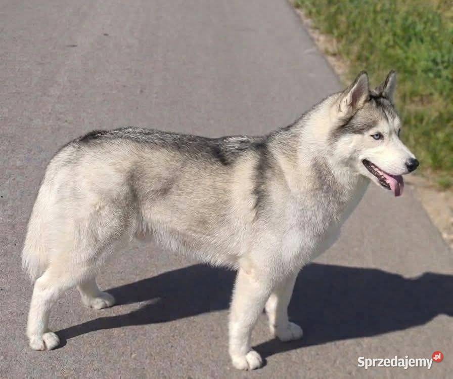 Suczka Siberian Husky brazowooka ZKwP Breń Osuchowski
