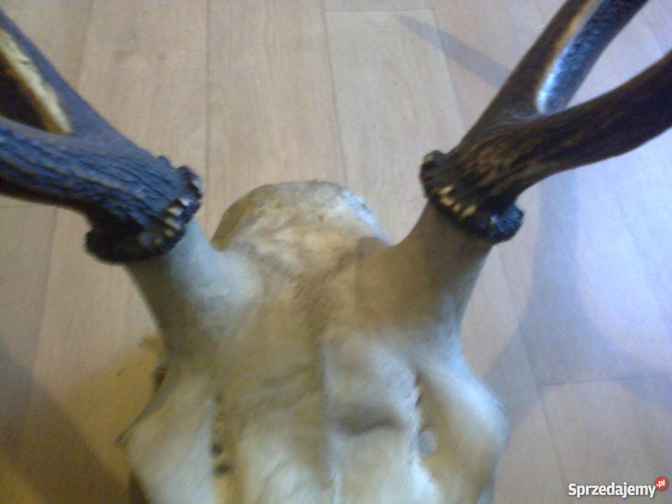 Poroże jelenia z czaszką
