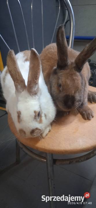 Sprzedam dwie samice