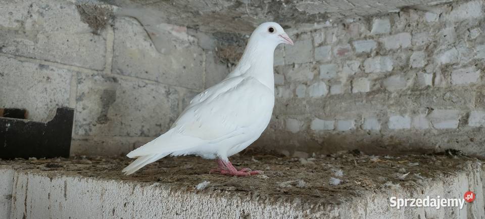 Golembie pocztowe Tokarówka