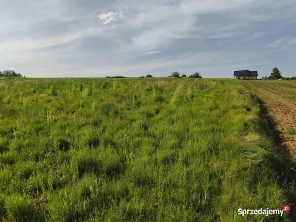 Działka w Lipnicy Dolnej 99 arów 9900m2 małopolskie Lipnica Dolna