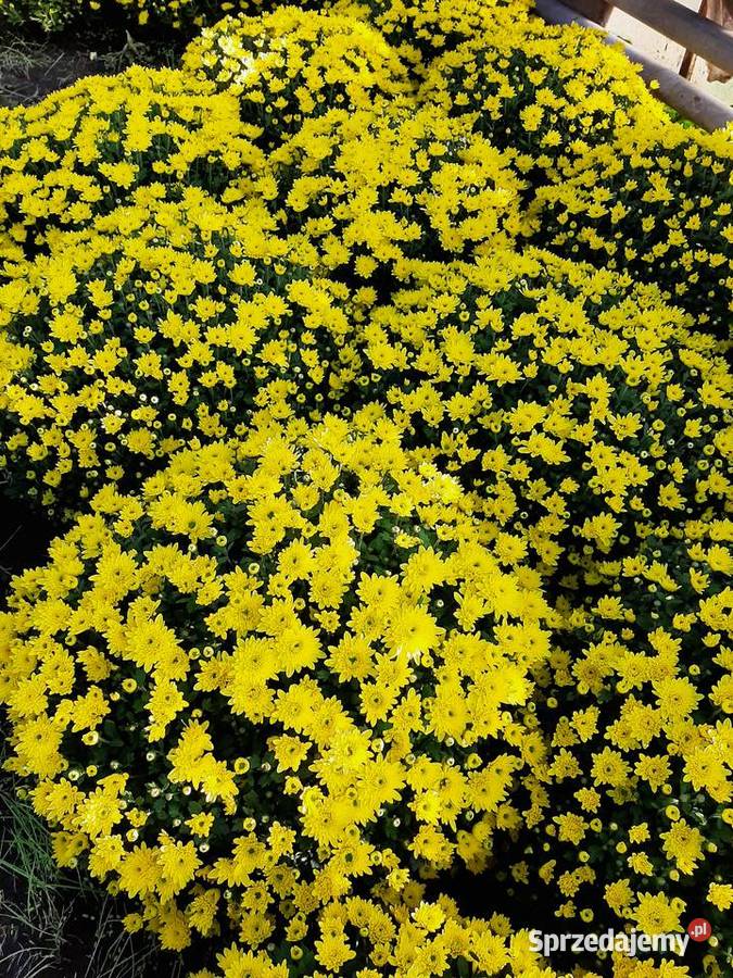Chryzantemy cięte i doniczkowe Błonie sprzedam