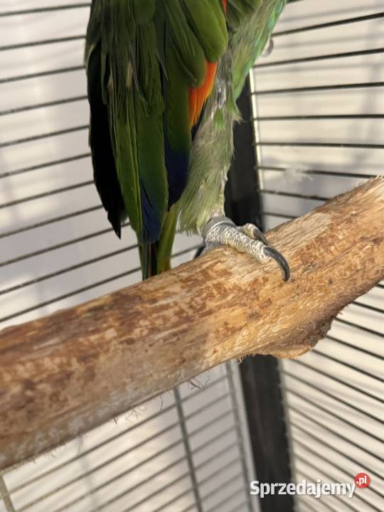 Papuga amazonka kurika niebieskoczelna Wieliczka