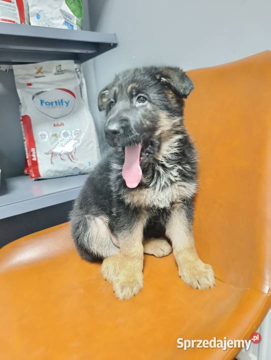 Owczarek niemiecki krótkowłosy Grodziec