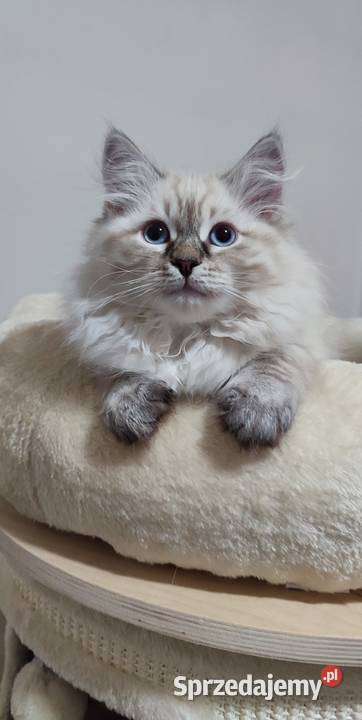 Asha kotka syberyjska neva masquerade Wola Szydłowiecka