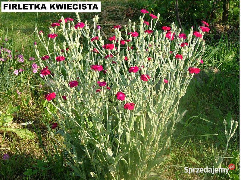 milin konwalia kokoruczkabluszcz Grabniak