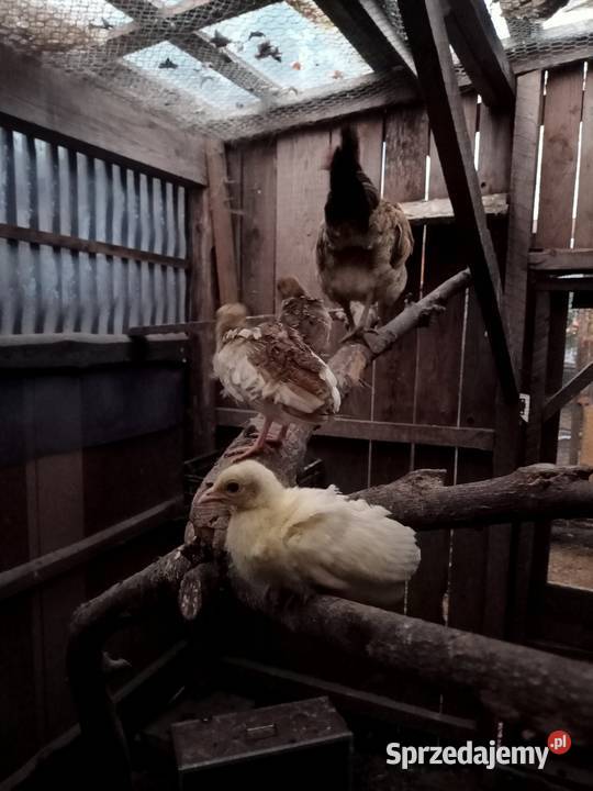 Młode pawie z kwoką pomorskie Brusy sprzedam