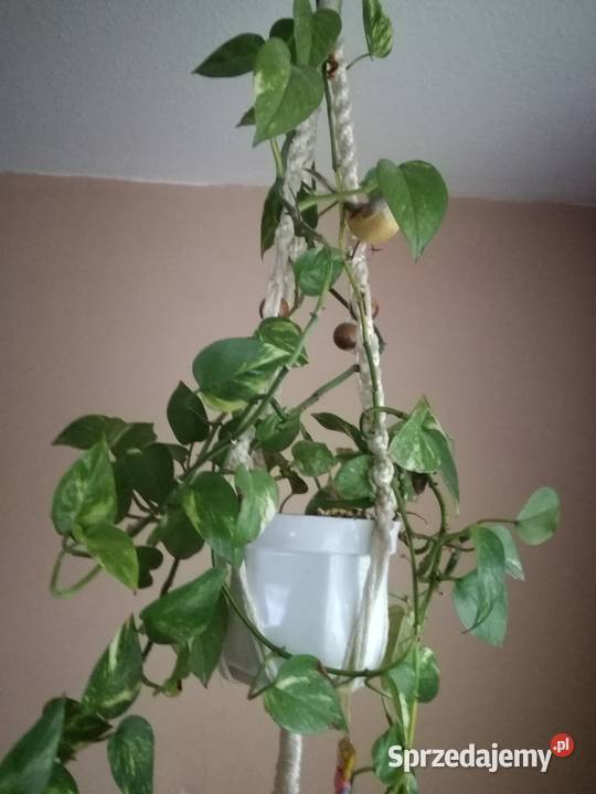 Scindapsus Epipremnum złocisteroślina Łódź