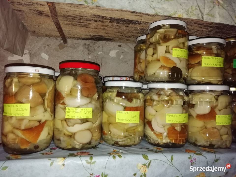 podgrzybki kozaki maślak opieńka Leśne Chałupy