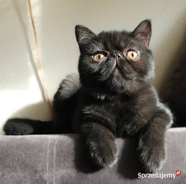 Czarne kocurki egzotyczne rodowód FPL mazowieckie Warszawa