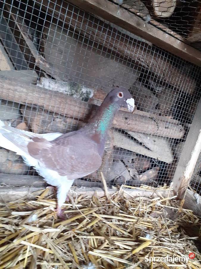 Golebie rzeszowskie Osięciny