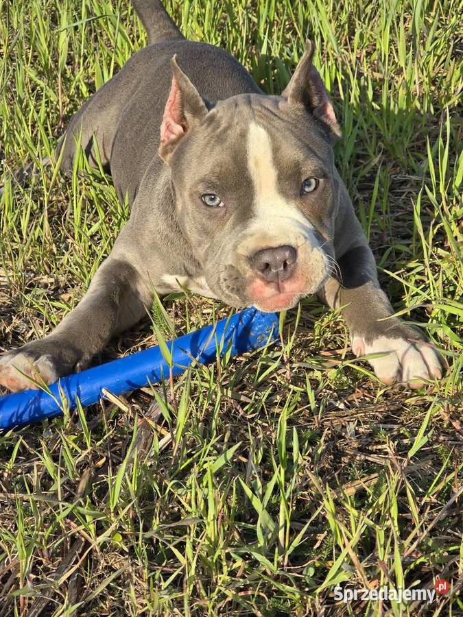 American bully Opalenica