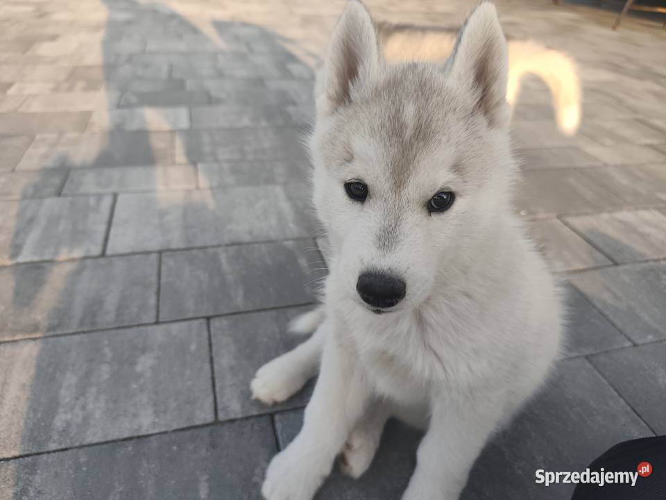 Suczka Siberian Husky brazowooka ZKwP Breń Osuchowski