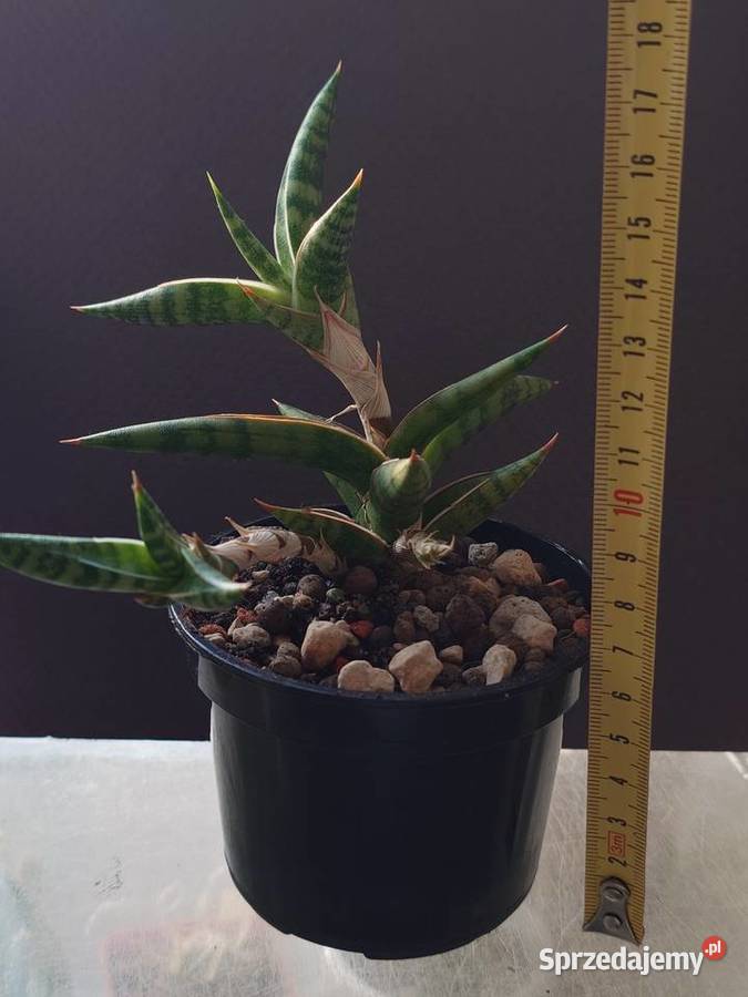 Sansevieria ballyi Minnie roślina kolekcjonerska Warszawa