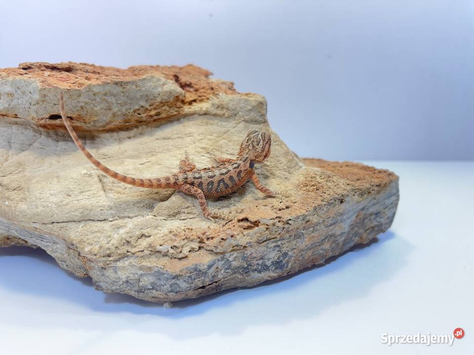 Agama Brodata Orange red translucent Tczew