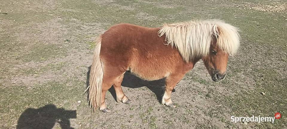 Kuc szetlandzki 1roczny OGIEREK Konie