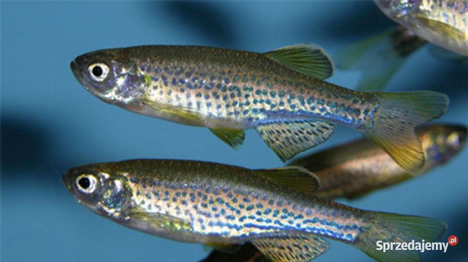 Danio lamparci Brachydanio lamparcie BOGATA pomorskie Gdańsk