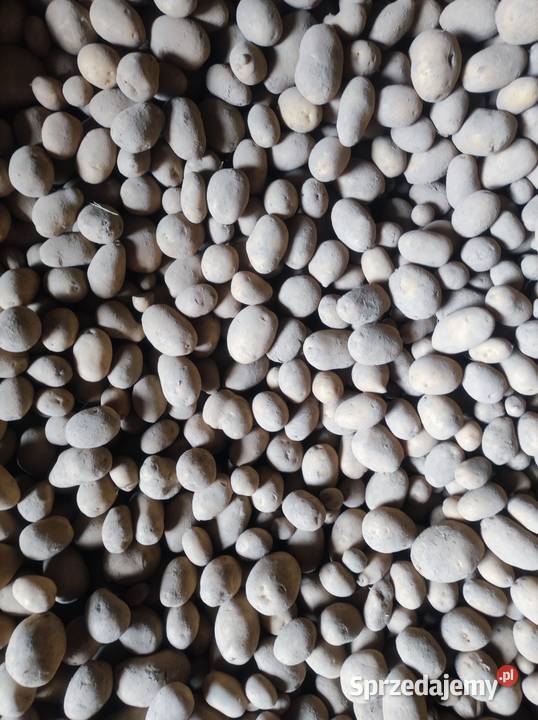 Sprzedam ziemniaki odmiany soraja Olkusz