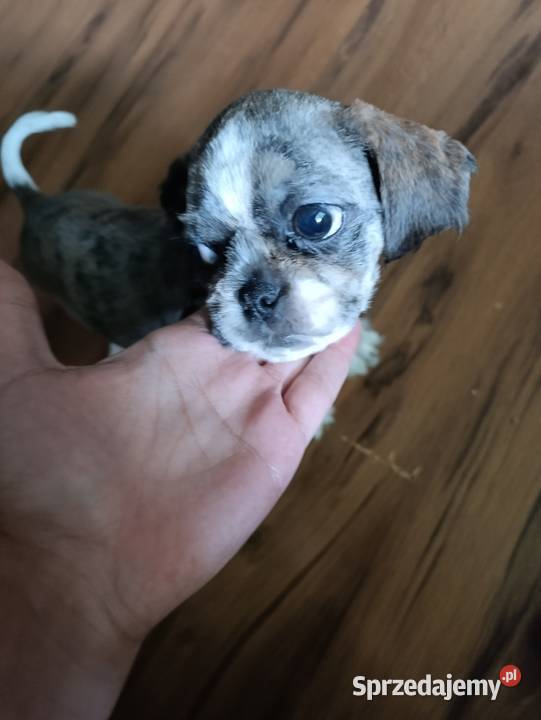 Szczeniak shih tzu ma rodowut szepienia i ma Nowy Sącz