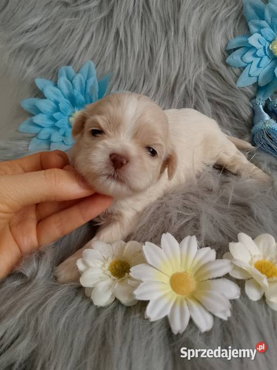 Unikatowy piesek rasy ShihTzu Namysłów sprzedam