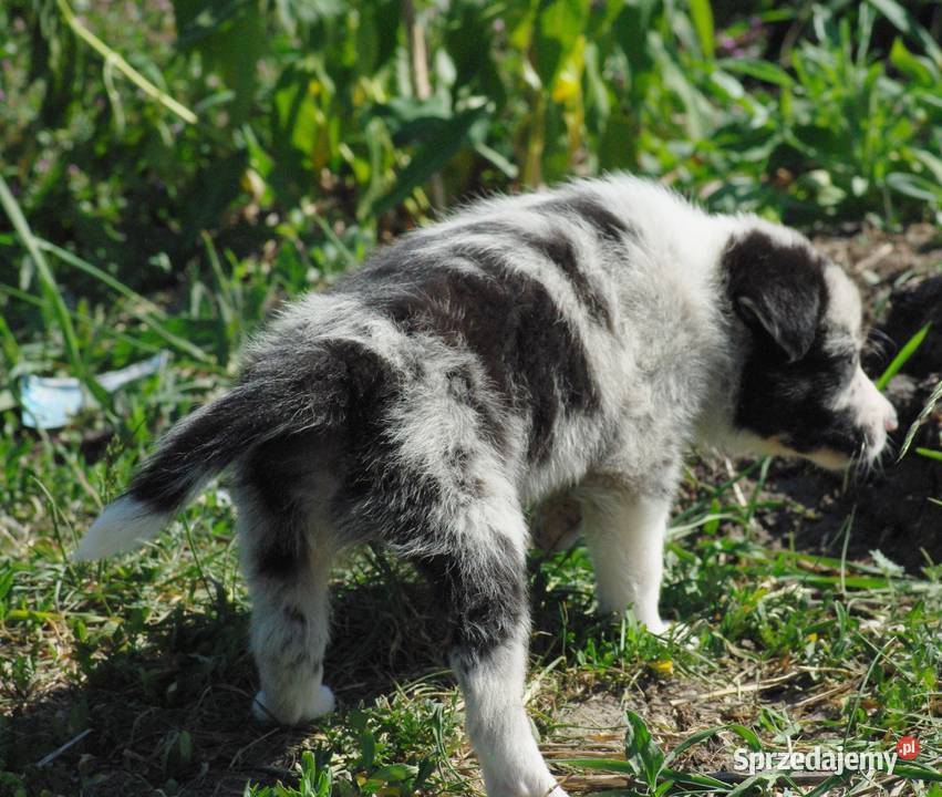 Border collie piesek z błękitnym okiem Milejów-Osada