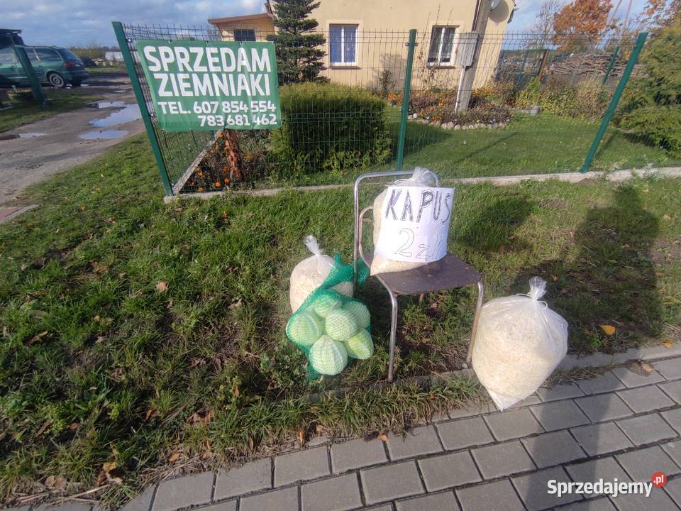 Sprzedam kapustę Myśligoszcz