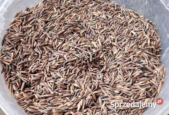 Owies gniady czarny świętokrzyskie