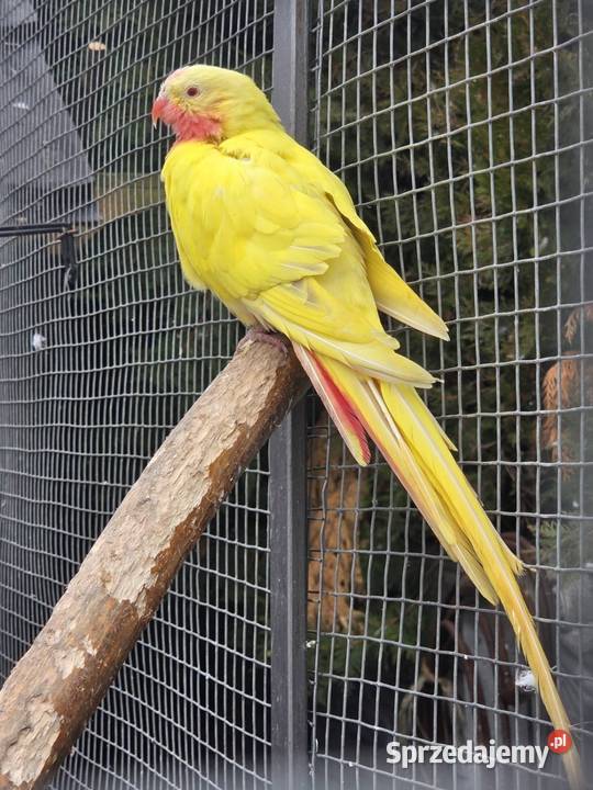 Księżniczka walli samiec